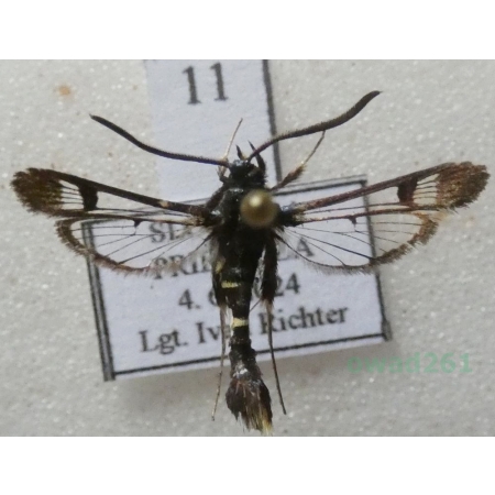 Synanthedon andrenaeformis (Laspeyres, 1801) Przeziernik kalinowiec Slovakia11